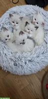 Wunderschöne Ragdoll Kitten, Kater suchen ein Zuhause