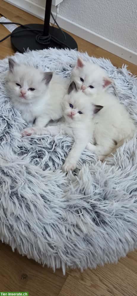 Bild 2: Wunderschöne Ragdoll Kitten, Kater suchen ein Zuhause