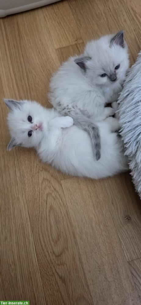 Bild 4: Wunderschöne Ragdoll Kitten, Kater suchen ein Zuhause