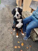 Junger Berner Sennenhund, 1-jährig zu verkaufen