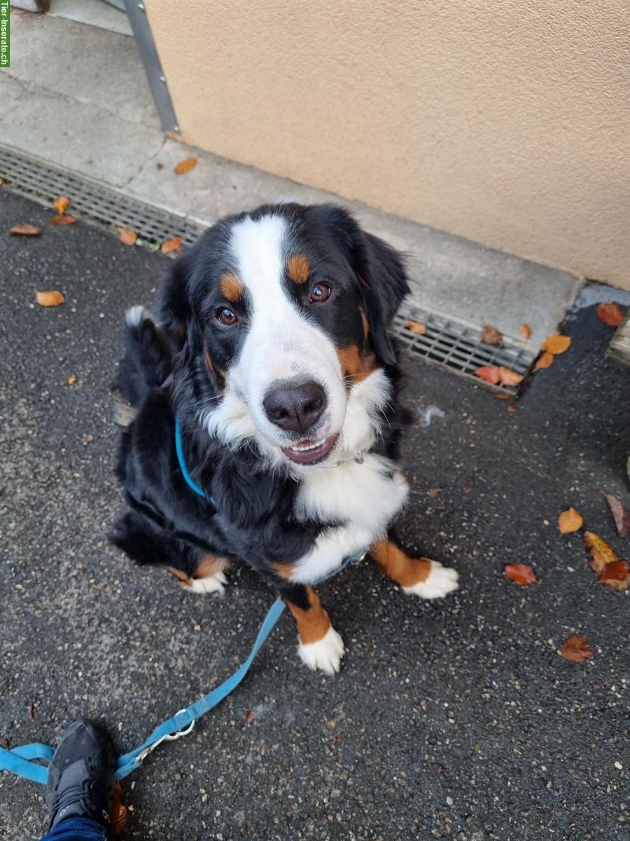 Bild 2: Junger Berner Sennenhund, 1-jährig zu verkaufen