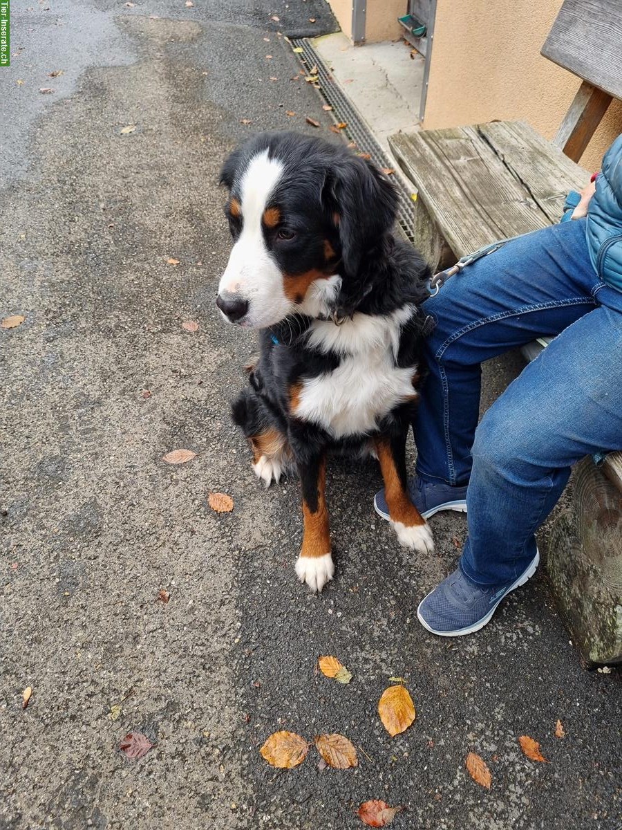 Bild 3: Junger Berner Sennenhund, 1-jährig zu verkaufen
