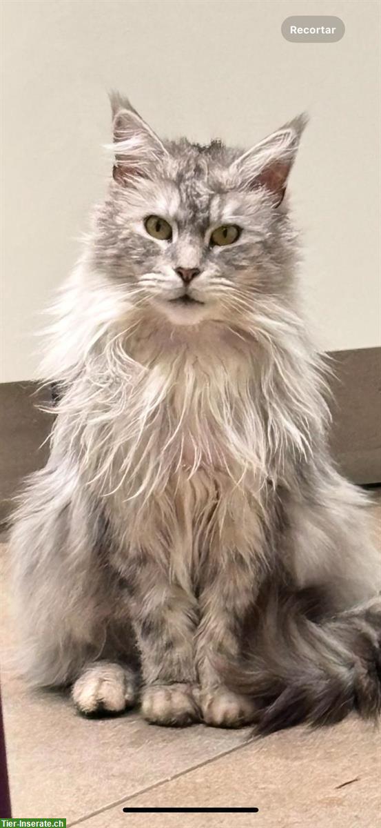 Maine Coon Kater, 5-jähig, sucht neues Zuhause