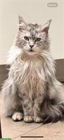Maine Coon Kater, 5-jähig, sucht neues Zuhause
