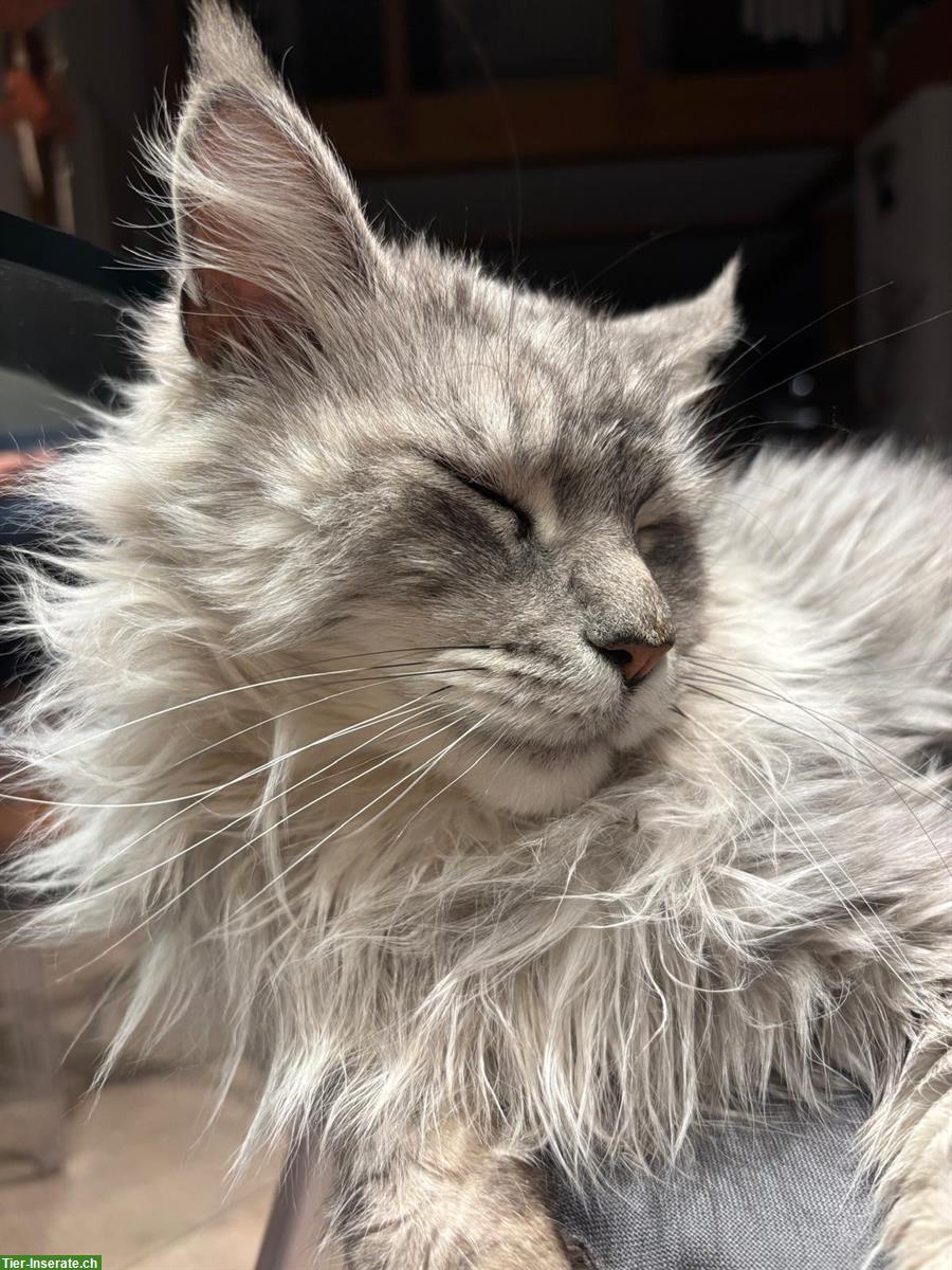 Bild 2: Maine Coon Kater, 5-jähig, sucht neues Zuhause