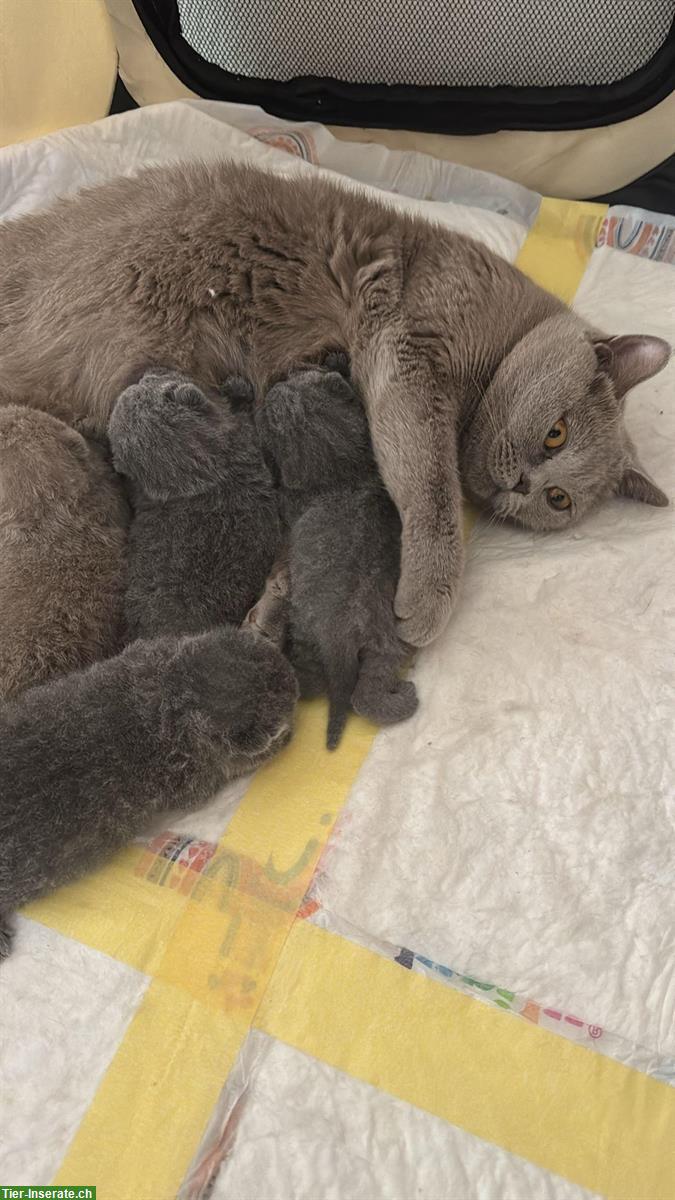 Reinrassige BKH Kitten suchen neue Zuhause