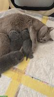 Reinrassige BKH Kitten suchen neue Zuhause