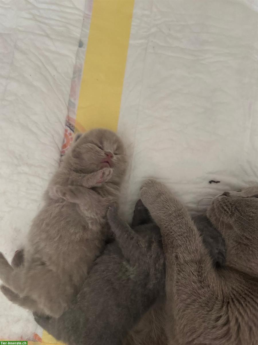 Bild 10: Reinrassige BKH Kitten suchen neue Zuhause