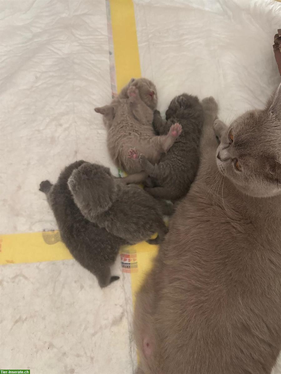 Bild 2: Reinrassige BKH Kitten suchen neue Zuhause