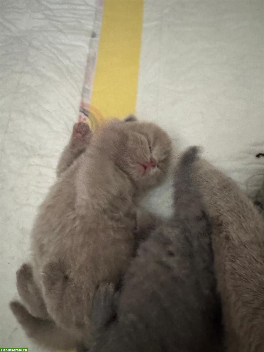 Bild 3: Reinrassige BKH Kitten suchen neue Zuhause