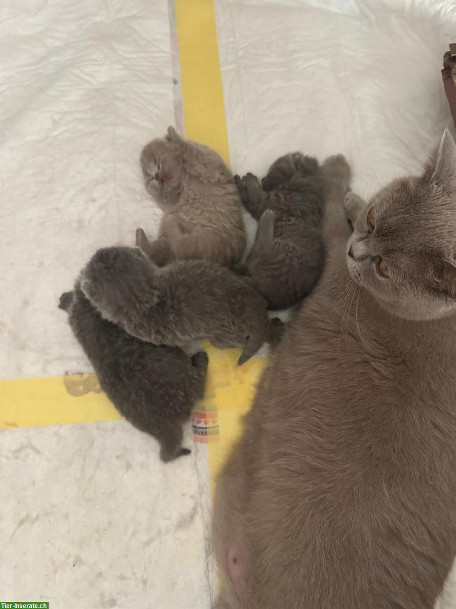 Bild 4: Reinrassige BKH Kitten suchen neue Zuhause