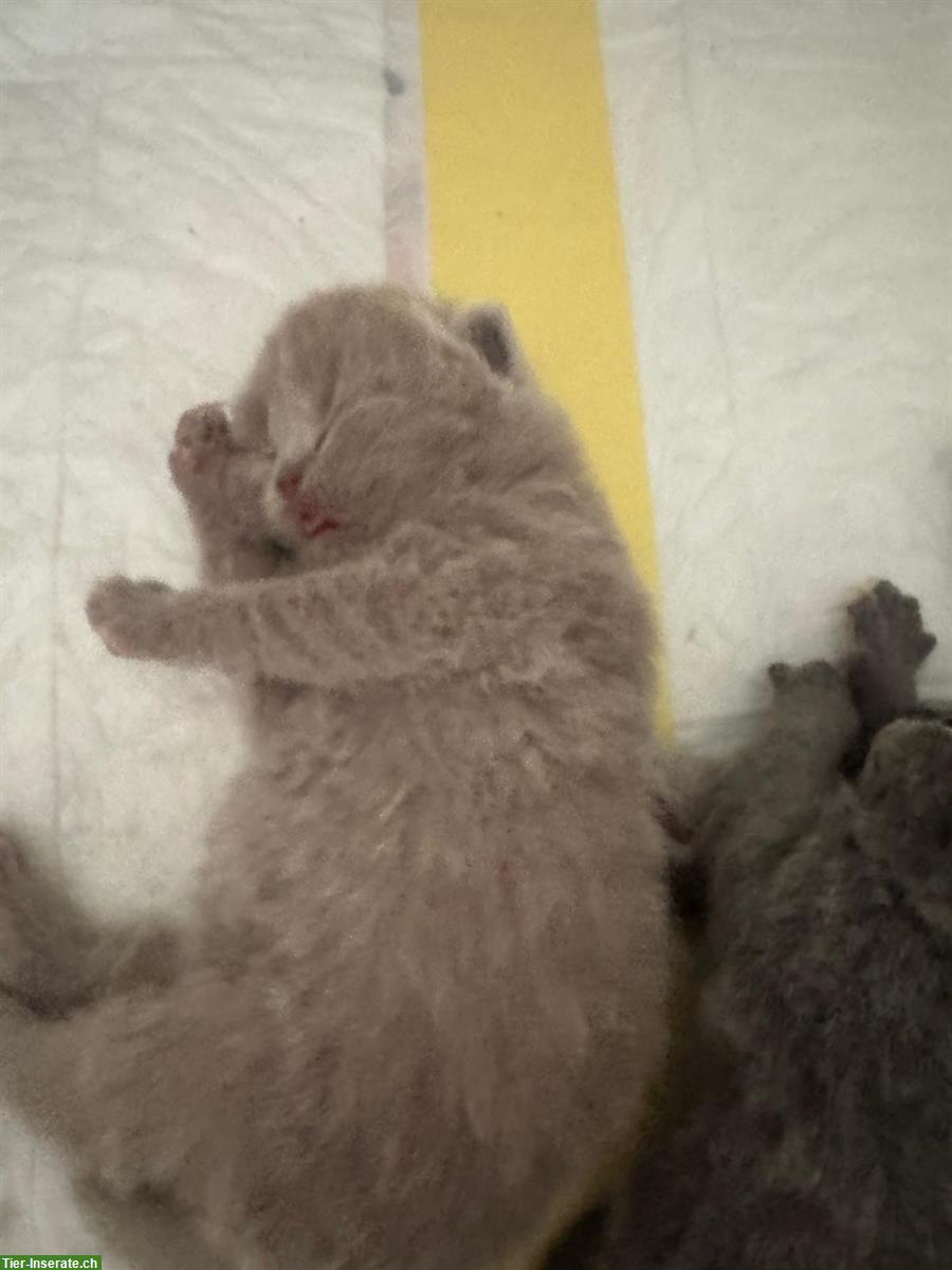 Bild 5: Reinrassige BKH Kitten suchen neue Zuhause