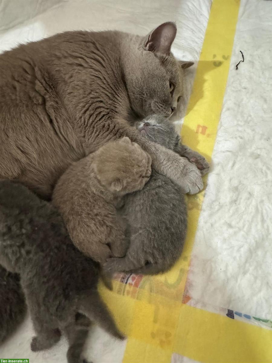 Bild 6: Reinrassige BKH Kitten suchen neue Zuhause