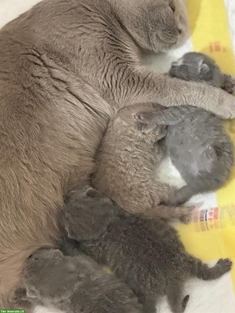 Bild 7: Reinrassige BKH Kitten suchen neue Zuhause