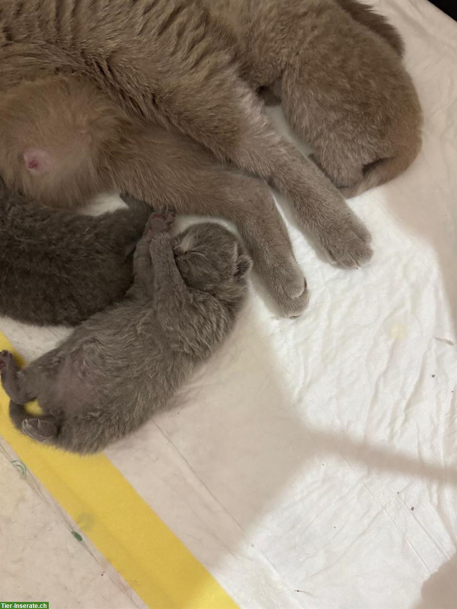 Bild 8: Reinrassige BKH Kitten suchen neue Zuhause