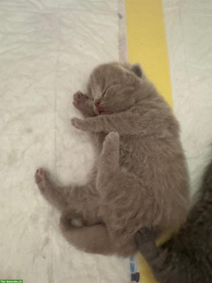 Bild 9: Reinrassige BKH Kitten suchen neue Zuhause
