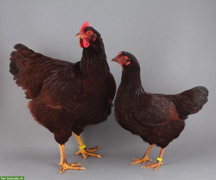 Rhodeländer Hennen, leistungsfähiges Zwiehuhn