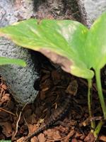 Tribolonotus Gracilis, Rotaugen Buschkrokodil mit Paludarium