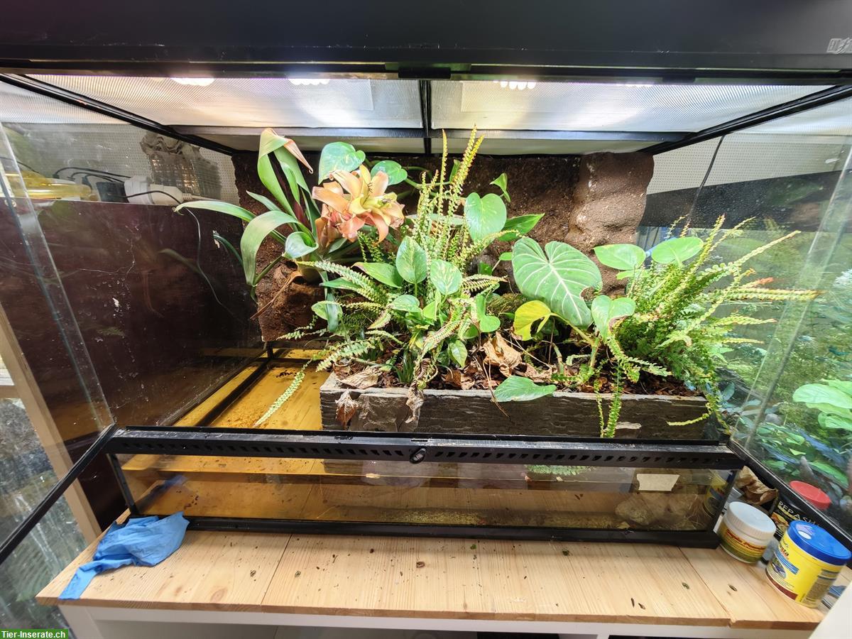 Bild 2: Tribolonotus Gracilis, Rotaugen Buschkrokodil mit Paludarium
