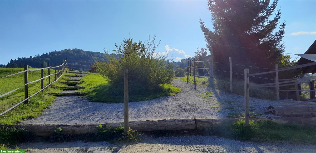 Bild 2: Bieten Platz in Freilaufstall für Islandpony oder Kleinpferd