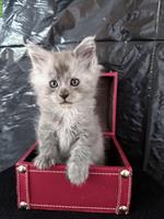 Liebenswerte Maine Coon Kitten zu verkaufen