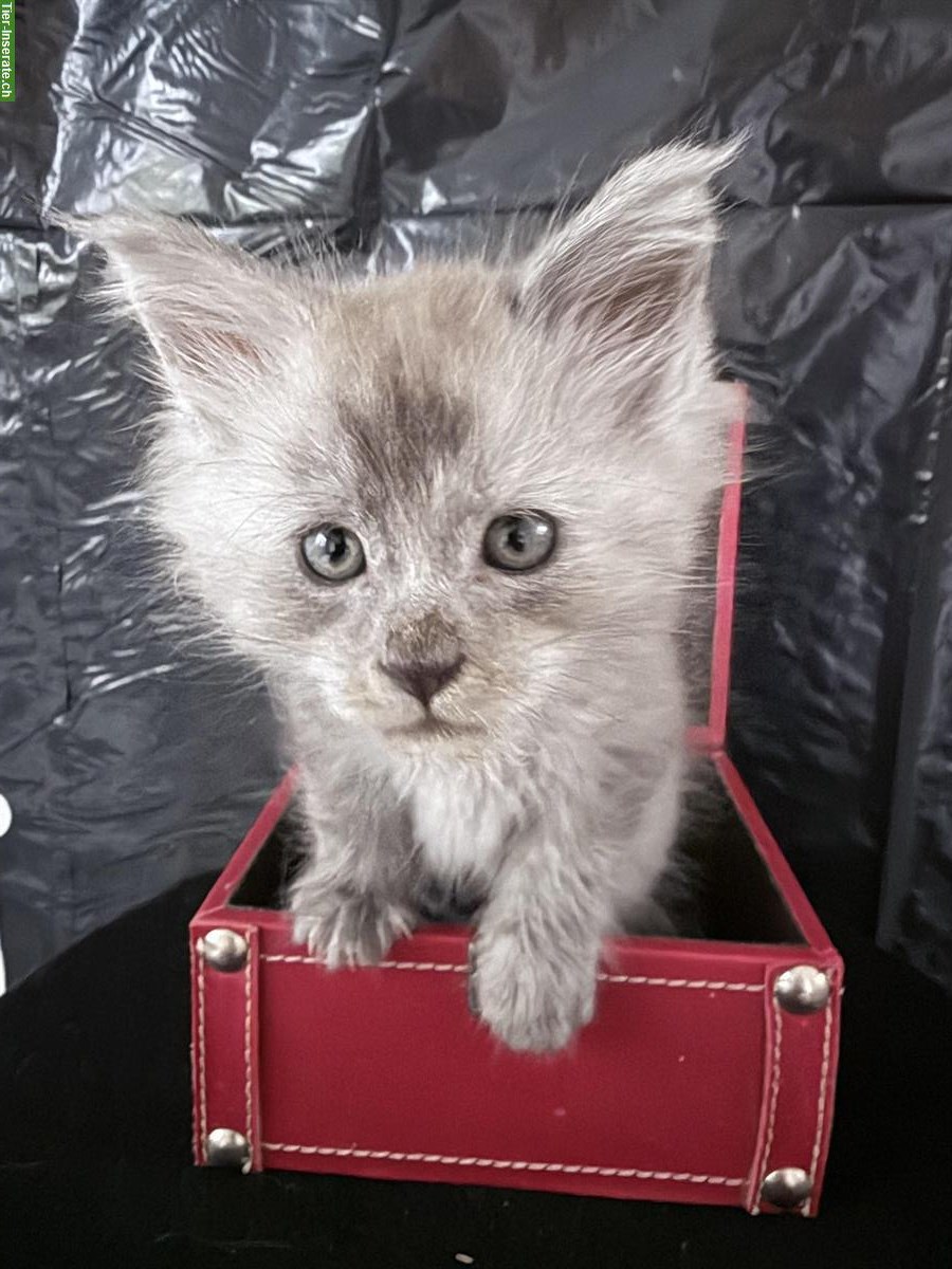 Bild 2: Liebenswerte Maine Coon Kitten zu verkaufen