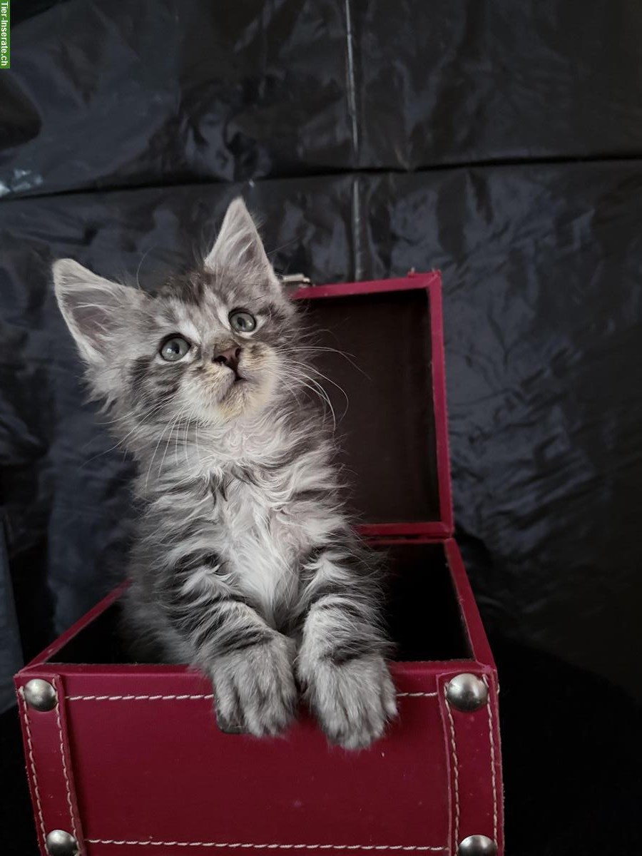 Bild 3: Liebenswerte Maine Coon Kitten zu verkaufen