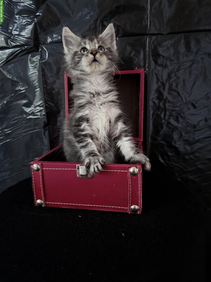 Bild 4: Liebenswerte Maine Coon Kitten zu verkaufen