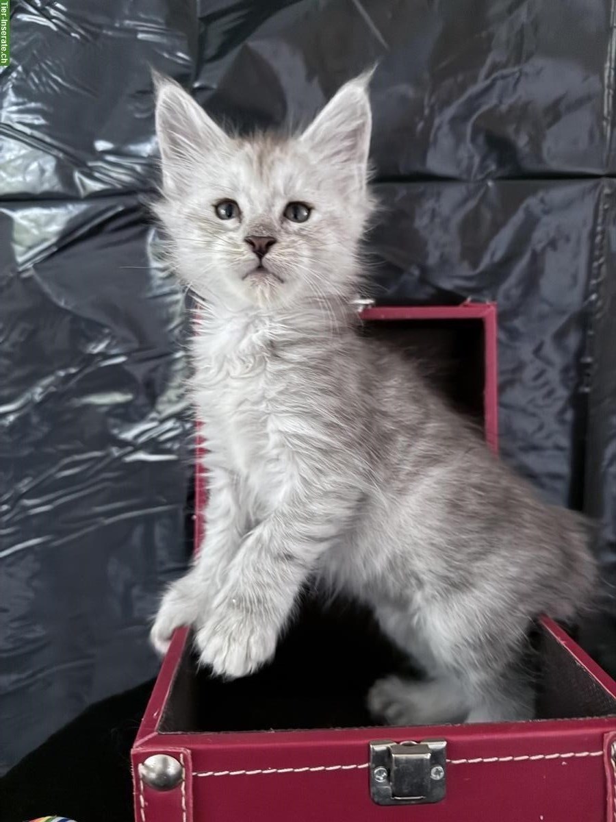 Bild 5: Liebenswerte Maine Coon Kitten zu verkaufen