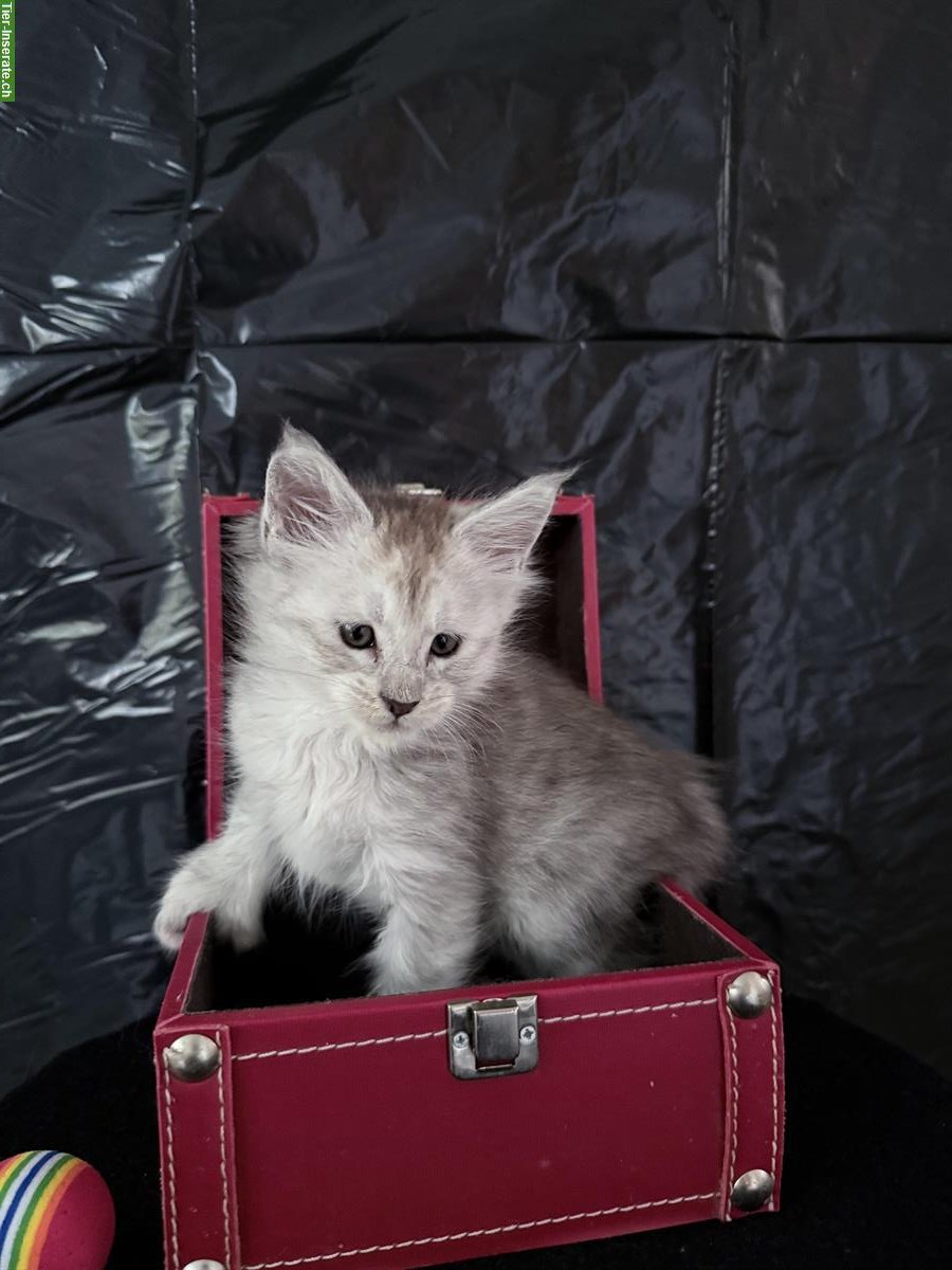 Bild 6: Liebenswerte Maine Coon Kitten zu verkaufen