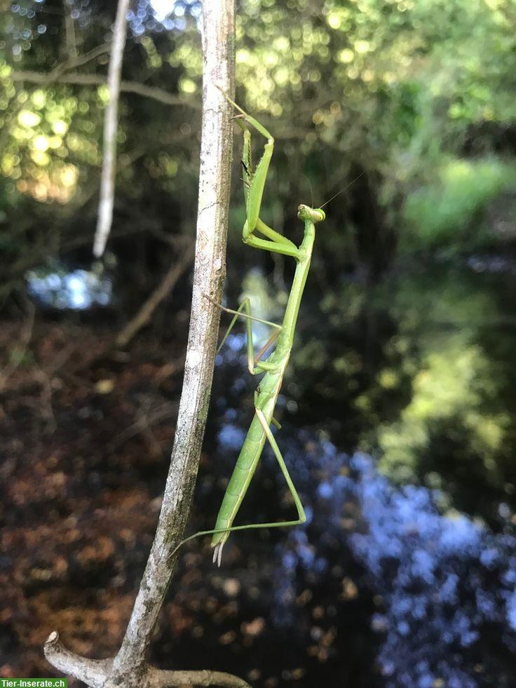 Gottesanbeterin (Phasmomantis sumichrasti) zu verkaufen