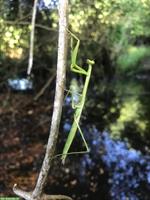 Gottesanbeterin (Phasmomantis sumichrasti) zu verkaufen