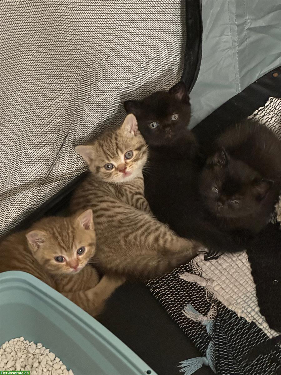 Reinrassige BKH Katzenbabys suchen neues Zuhause