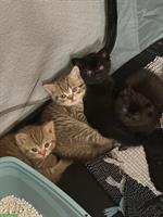 Reinrassige BKH Katzenbabys suchen neues Zuhause