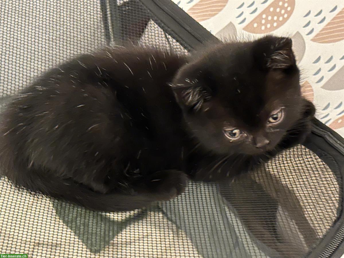 Bild 2: Reinrassige BKH Katzenbabys suchen neues Zuhause