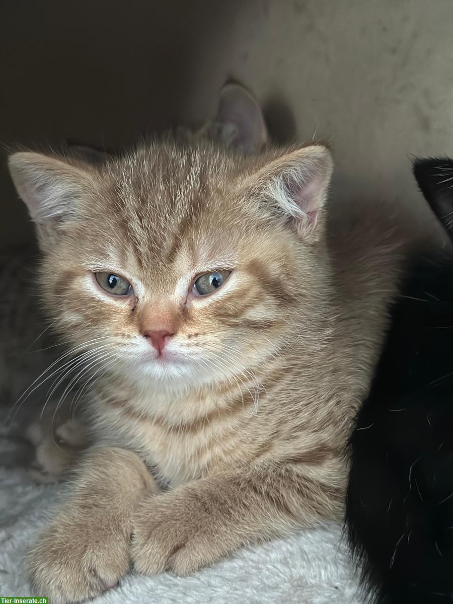 Bild 3: Reinrassige BKH Katzenbabys suchen neues Zuhause