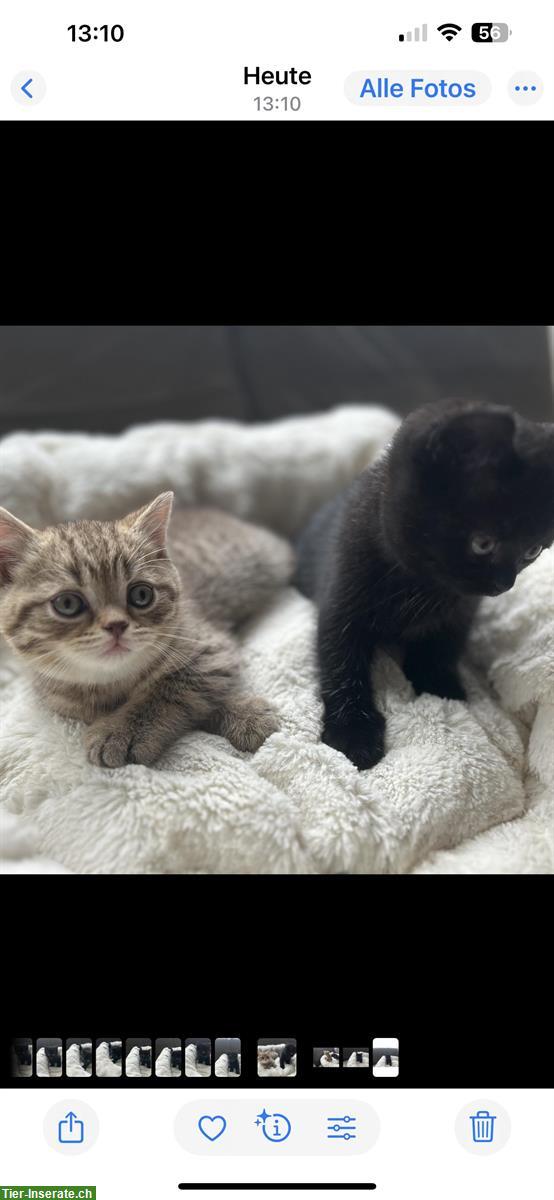 Bild 4: Reinrassige BKH Katzenbabys suchen neues Zuhause