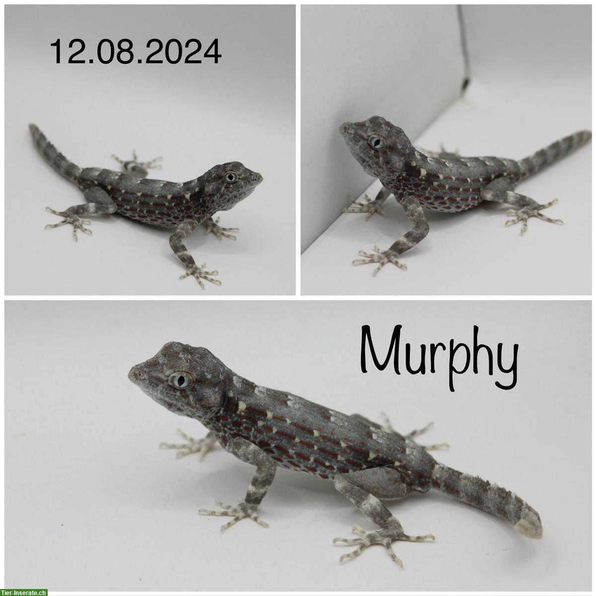 Pristurus carteri 1.0 | Skorpionschwanzgecko zur Abgabe