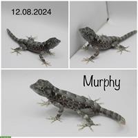 Pristurus carteri 1.0 | Skorpionschwanzgecko zur Abgabe