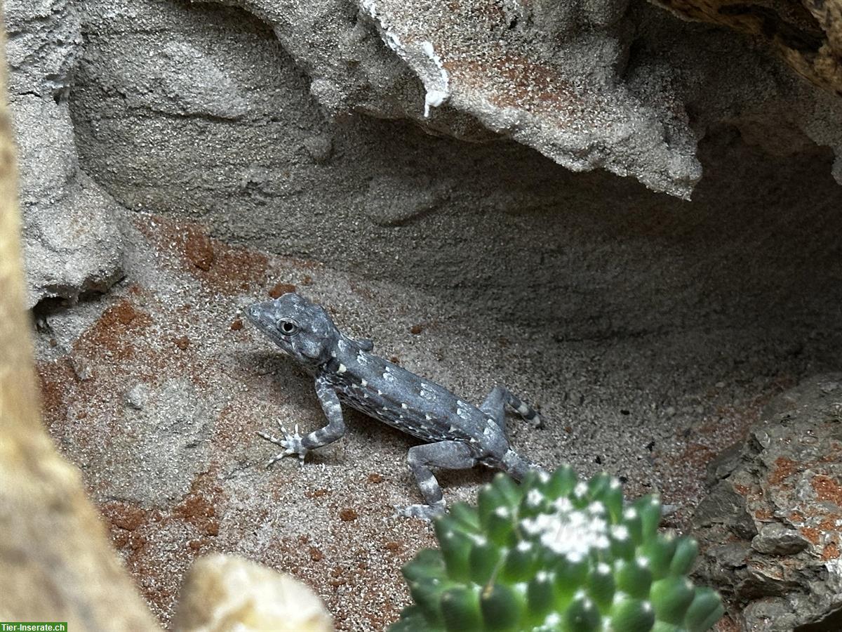 Bild 2: Pristurus carteri 1.0 | Skorpionschwanzgecko zur Abgabe