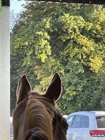 BA/Spazier- und Ausreitbeteiligung im Aargau