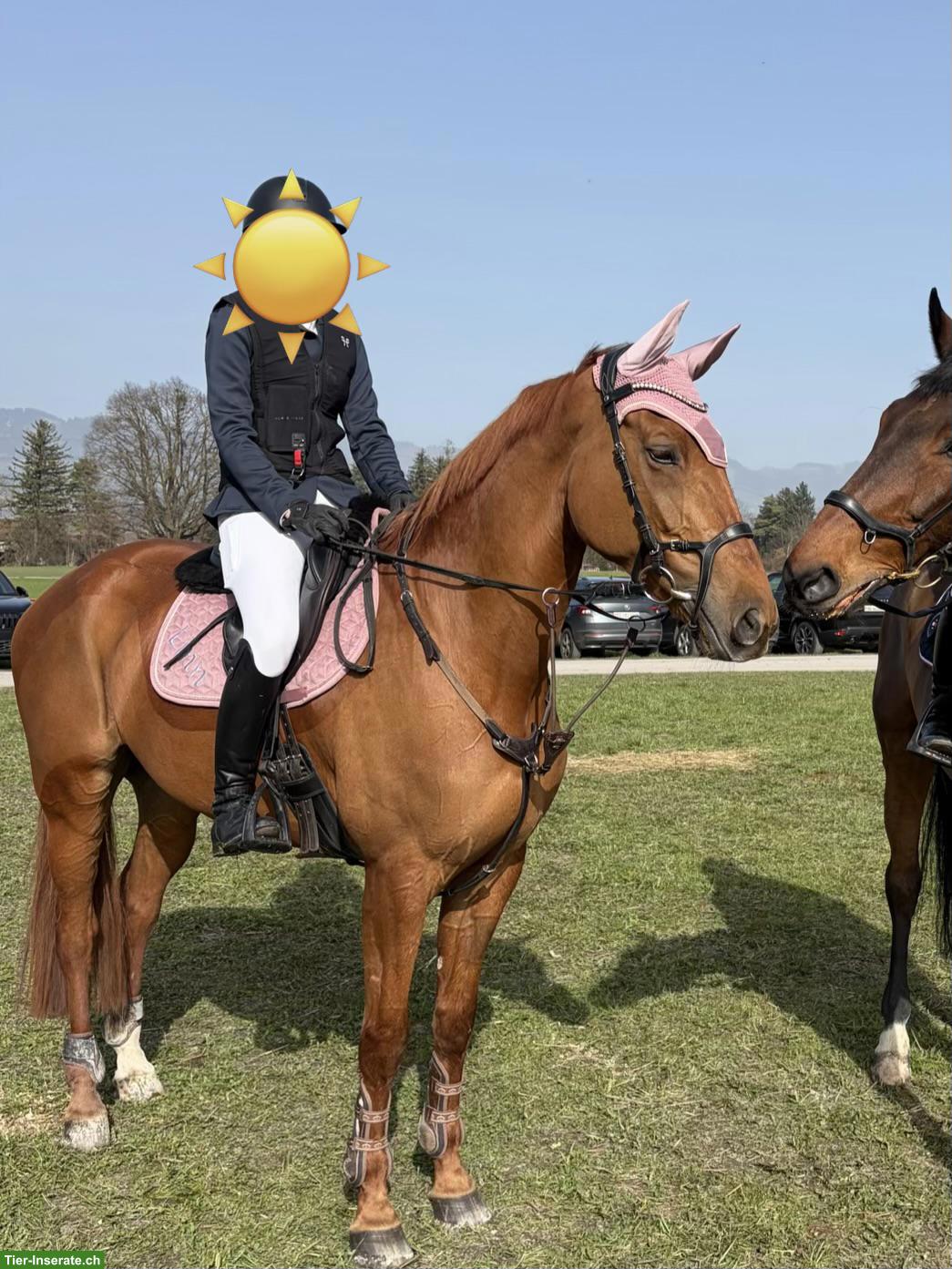 Bild 2: Biete Reitbeteiligung auf Sportpferd