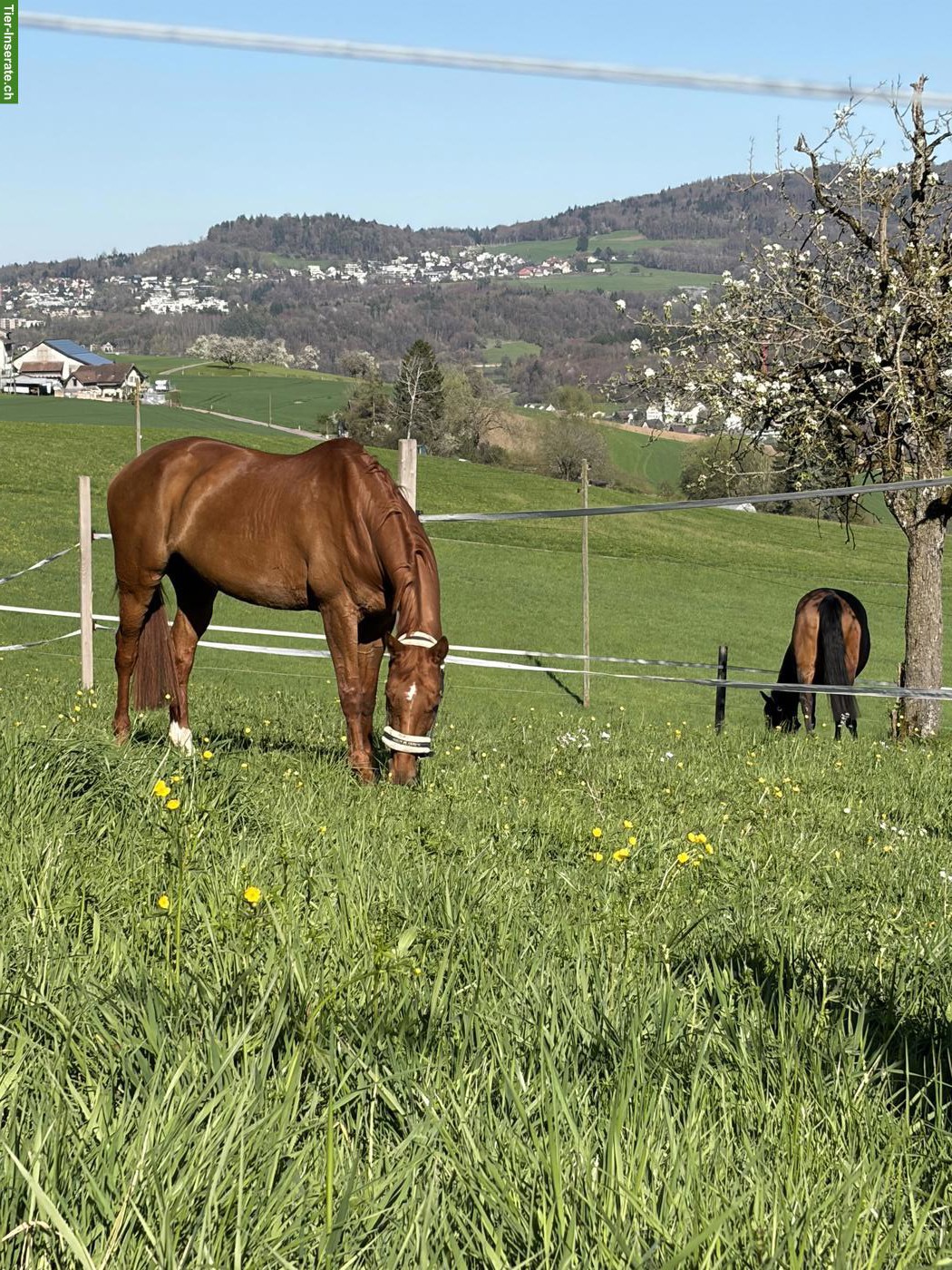 Bild 3: Biete Reitbeteiligung auf Sportpferd
