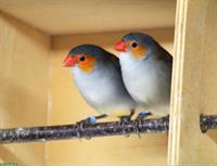 Orangebäckchen Prachtfinken Paar