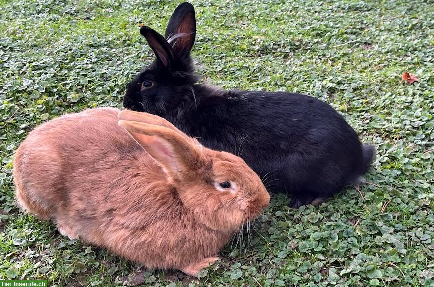 Wunderschöne Kaninchen zu verkaufen