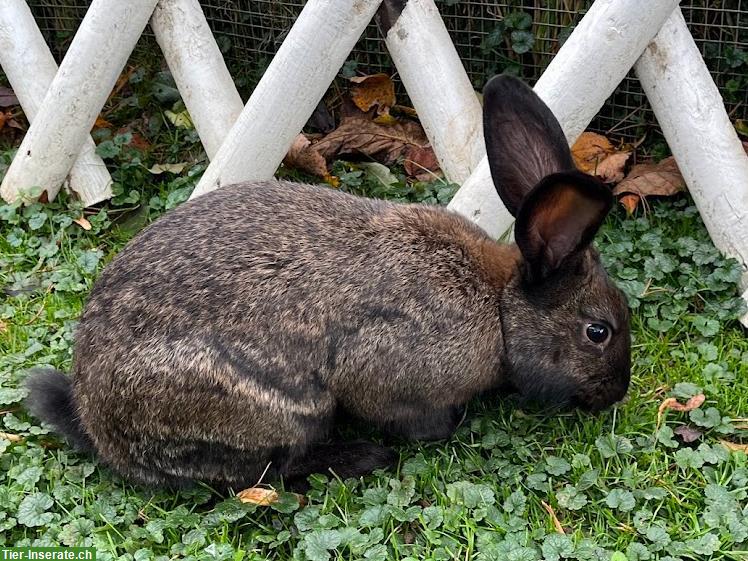 Bild 2: Wunderschöne Kaninchen zu verkaufen