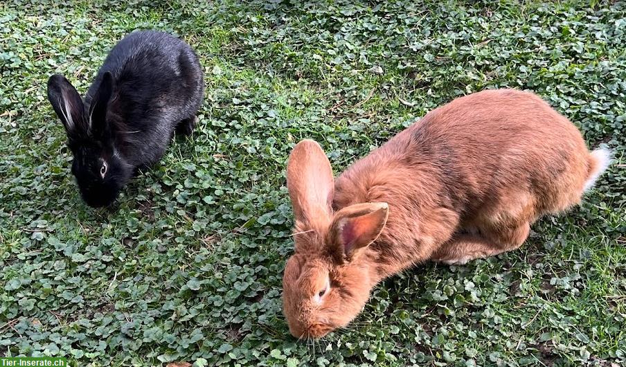 Bild 3: Wunderschöne Kaninchen zu verkaufen