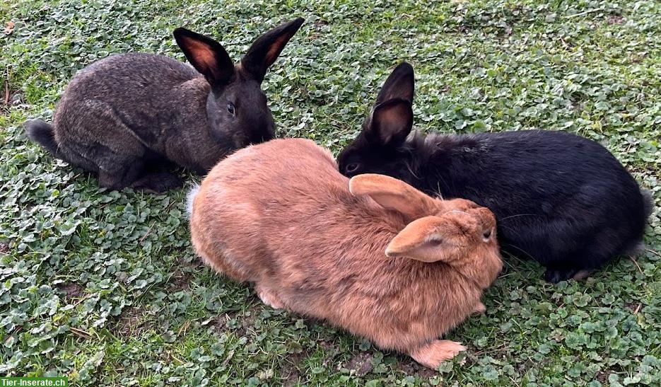 Bild 4: Wunderschöne Kaninchen zu verkaufen