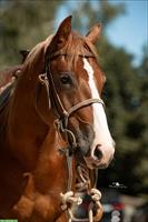 Kleiner Quarter Horse Wallach, Familien- und Verlasspferd
