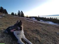 Border Collie x Husky Mischlingsrüde, 3,5 Jahre alt / ans